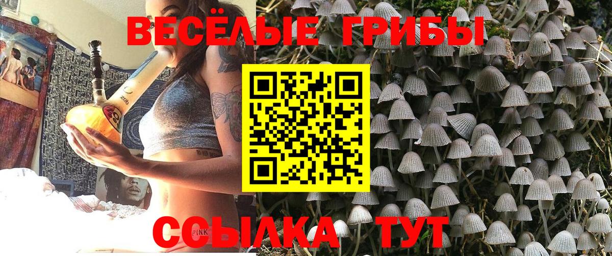Галлюциногенные грибы Psilocybe Стрежевой